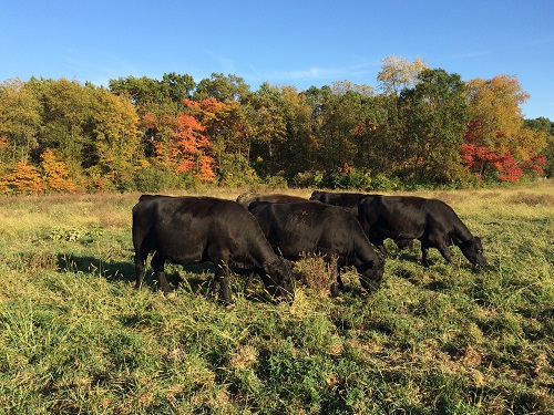 Grassfed-Beef-Cows-Fall-Wordpress.jpg
